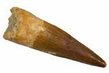 Fossil Spinosaurus Tooth - Real Dinosaur Tooth #324845-1